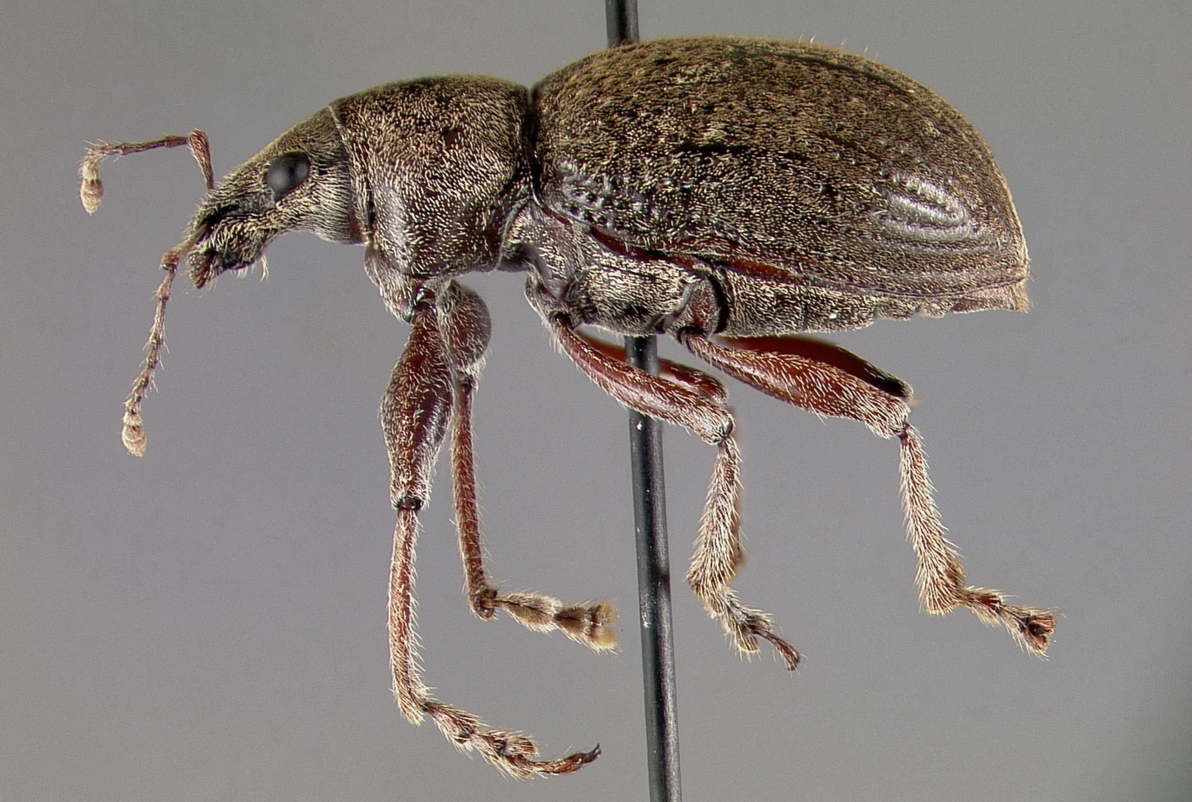Mounted specimen of Galapaganus williamsi. Photo: A. Sequeira.